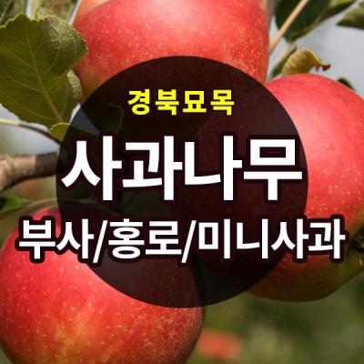 능소화 [경북농원] 사과나무묘목 이중접목 특묘 (부사/홍로/시나노골드/미니사과)